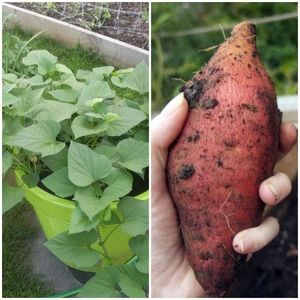 Accents - Grow your own sweet potatoes Accents - Grow your own sweet potatoes